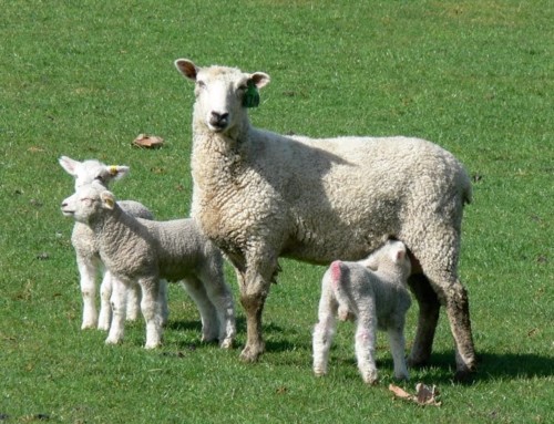 Hypocalcaemia in sheep