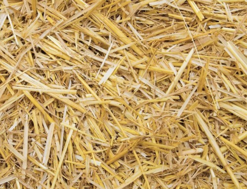 Fibre – Do your livestock have enough?