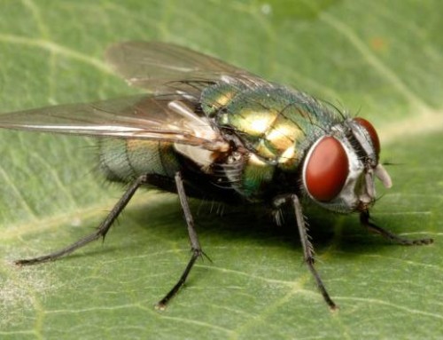 Are your sheep covered against blowfly strike?